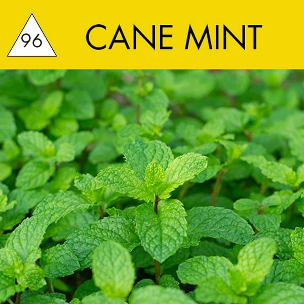 TANGIERS - CANE MINT - NOIR - 250GR (M)